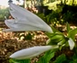 IMG 7478 jpeg