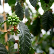 cafea boabe foto Nestle jpg