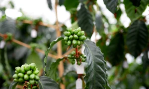 cafea boabe foto Nestle jpg