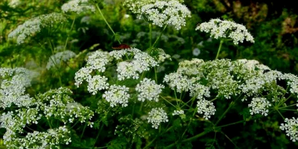 calarasi plante