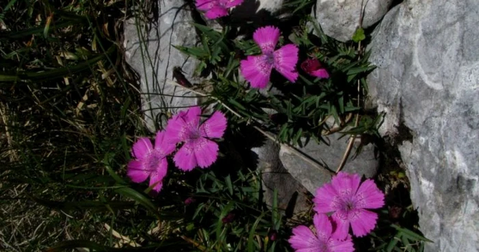 Garofiţa Piatra Craiului