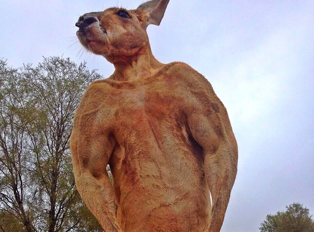 Roger are doi metri înălțime și cântărește 90 de kilograme.Foto Inhabitat.com