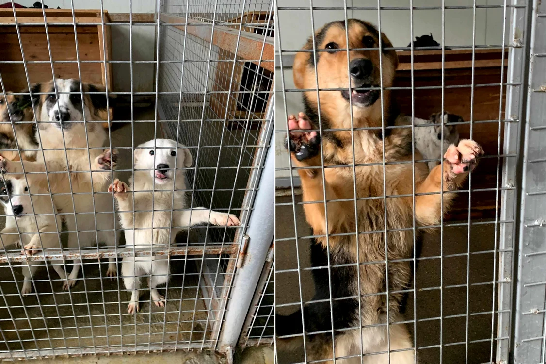 foto adăpost de animale/ câini în cuști
