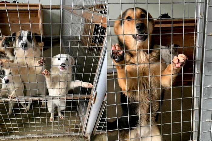 foto adăpost de animale/ câini în cuști