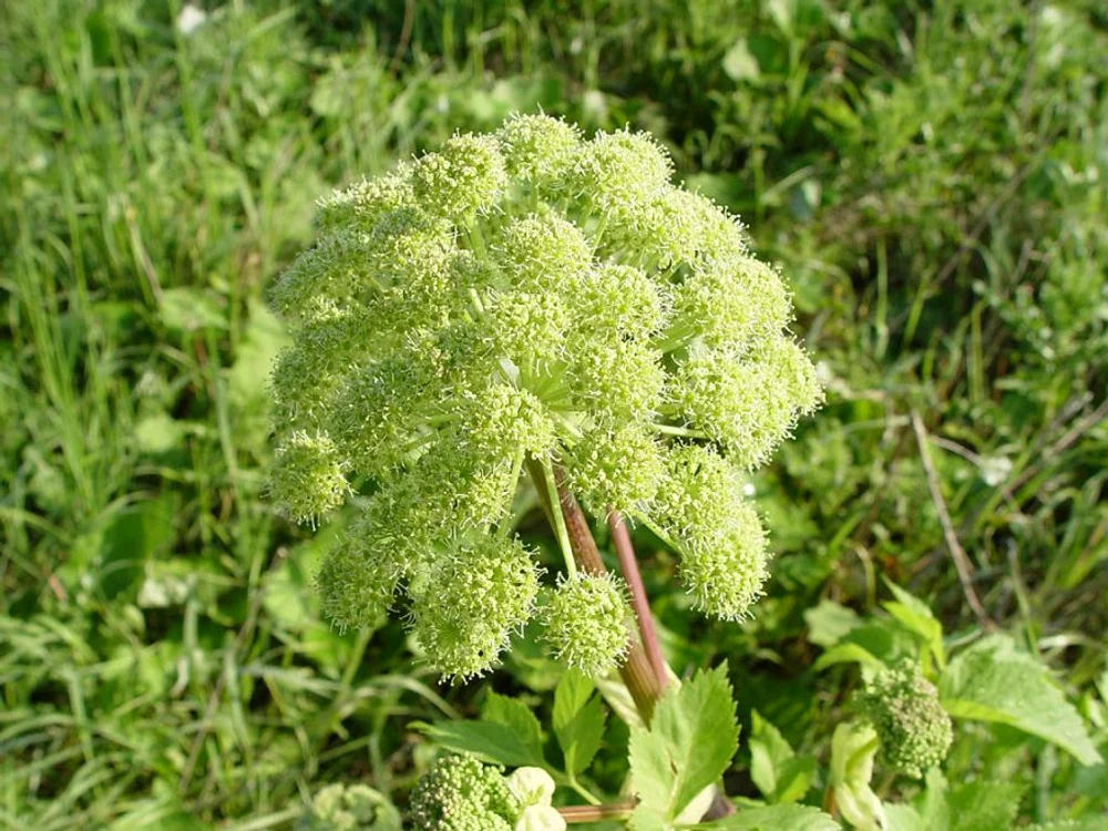 
    Angelica archangelica  
