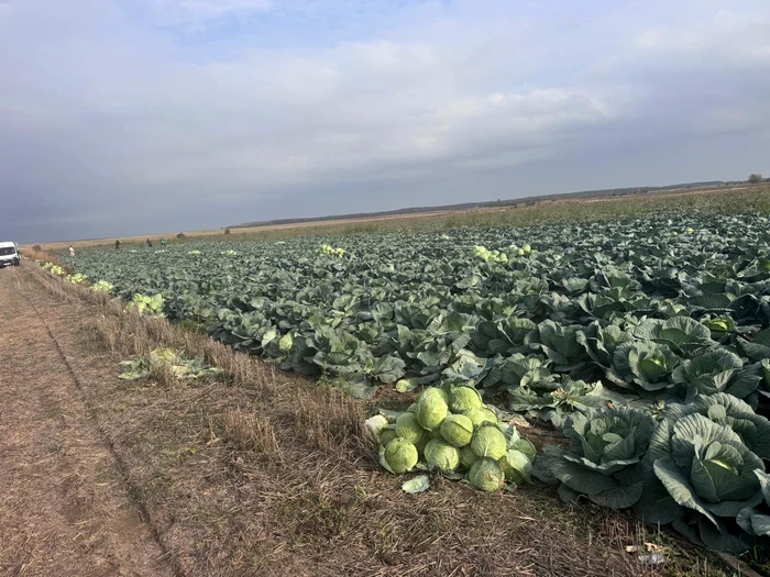 Ionuț Crăciun a cultivat varză pe 5 hectare FOTO: arhiva personală