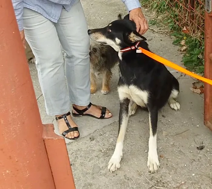 Câinele a fost salvat de o asociaţie de protecţe a animalelorfoto: captură video