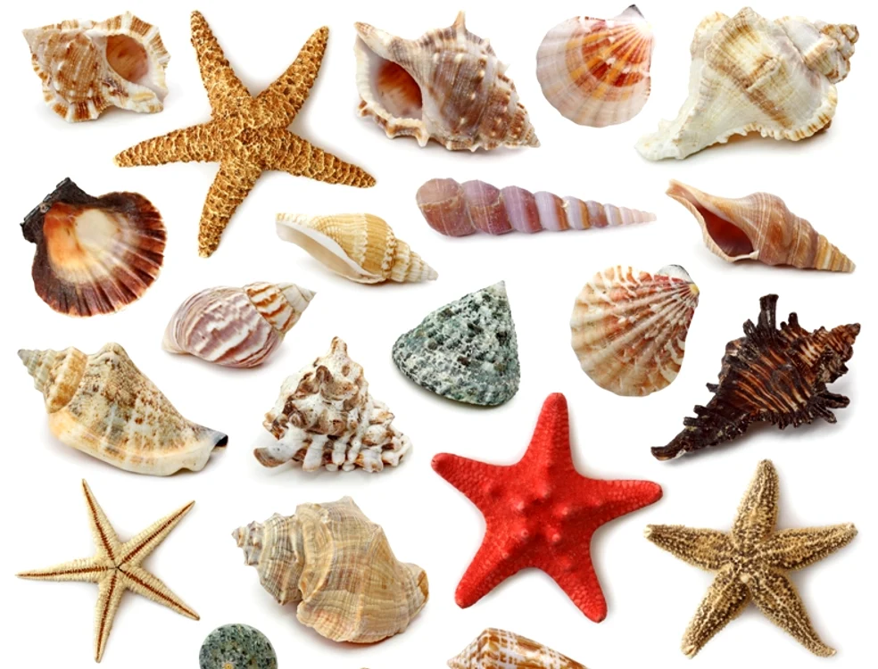 Scoicile şi steluţele de mare sunt cele mai ieftine obiecte de ornament. Le poţi aduna singură, de la malul mării, în vacanţe.