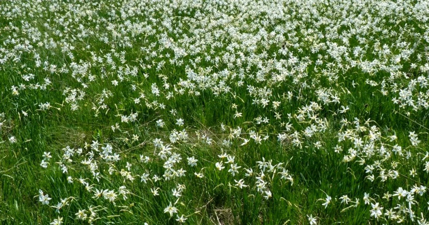 Rezervaţia naturală cu o suprafaţă de 15 hectare a fost declarată arie protejată prin Hotărârea de Guvern Nr.2151 din 30 noiembrie 2004. FOTO artandfuntime.blogspot.ro