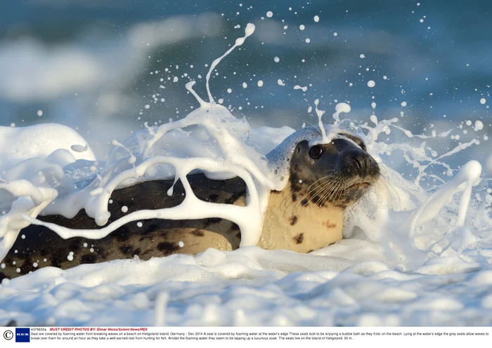 
    Focile au petrecut mai bine de o oră sub valurile de spumăFoto: Elmar Weiss / Solent News / Rex Features  