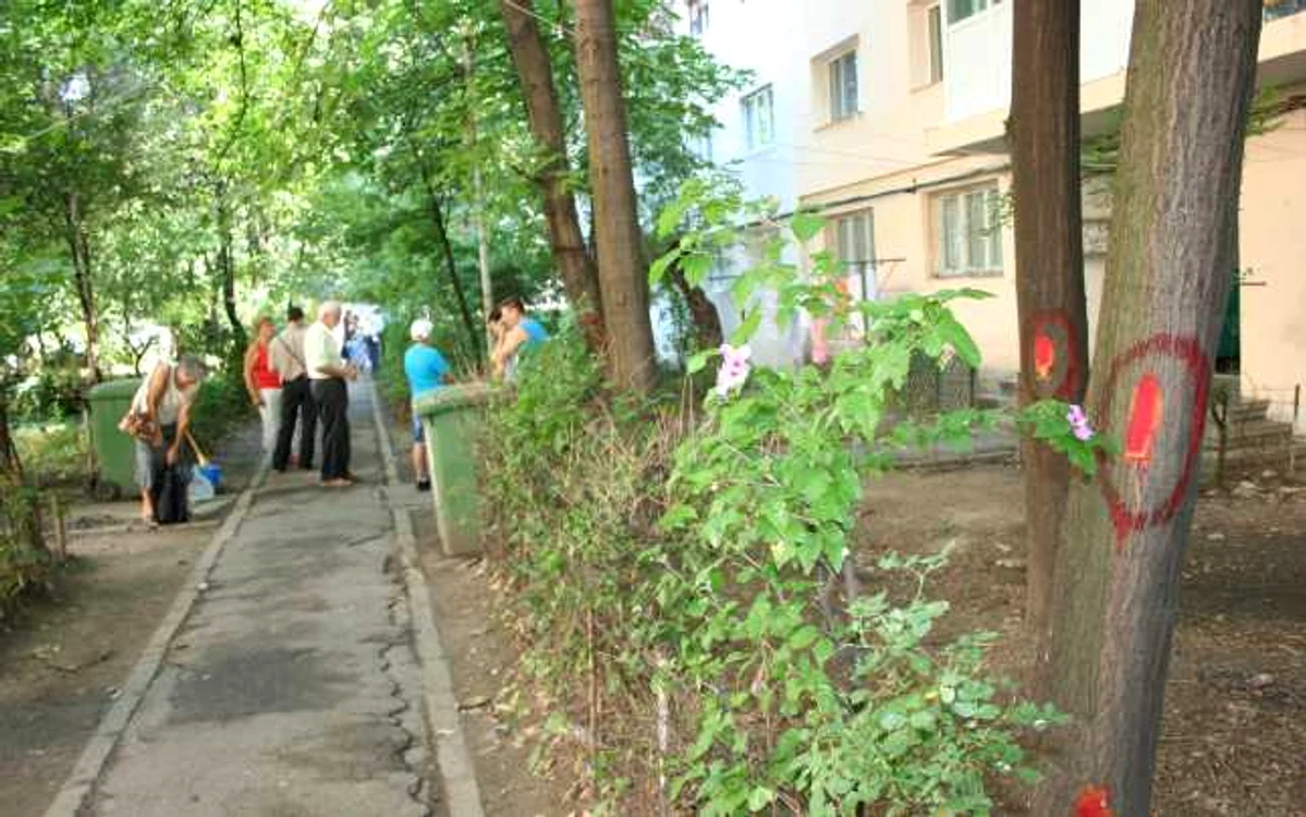 Copacii au fost marcaţi pentru tăiere