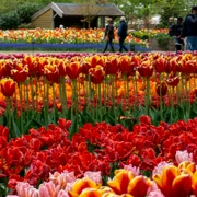 andrei popescu hyTBivo1EuY unsplash jpeg