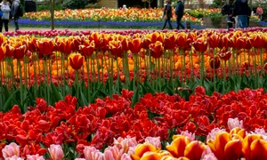 andrei popescu hyTBivo1EuY unsplash jpeg