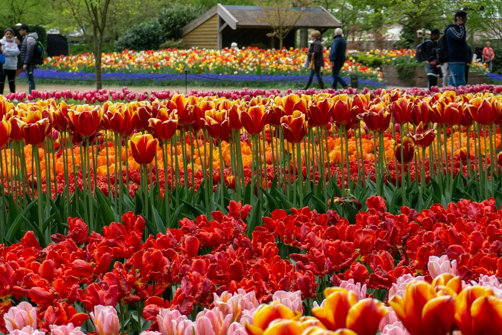 Keukenhof, grădina Europei. O evadare parfumată, printre șapte milioane de flori, plănuită ca la carte