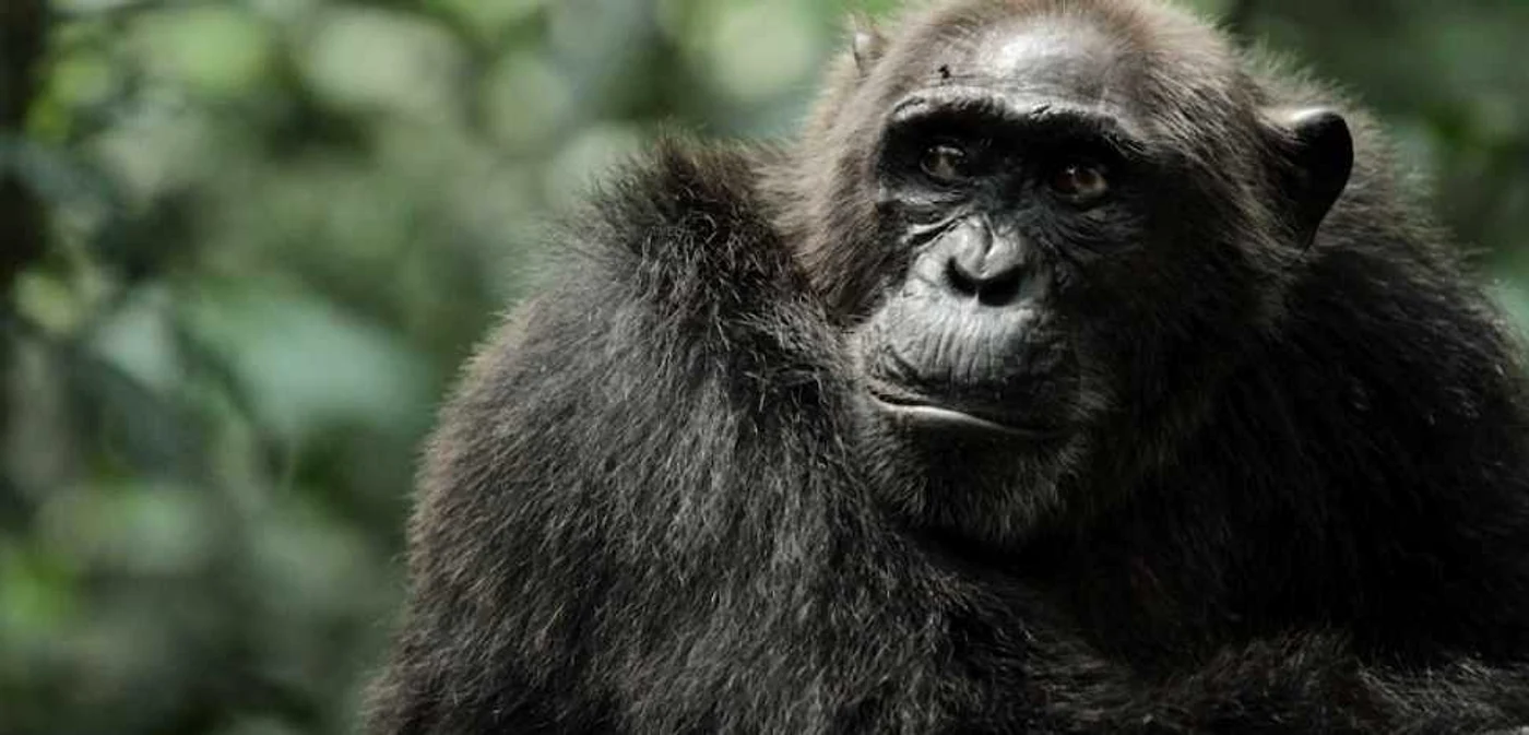 Documentarul spune
povestea impresionantă a unei trupe de cimpanzei extraordinari din Ngogo, din
Uganda, printre ei se numără patru războinici puternici FOTO Discovery Channel