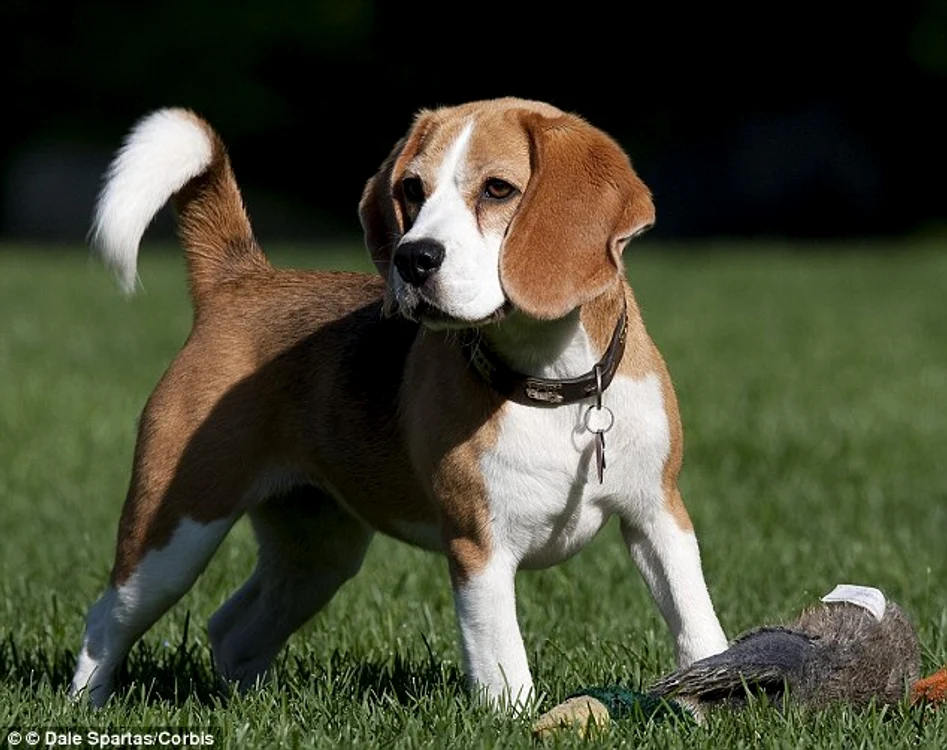Câinele Beagle adoră să urmărească vânatul