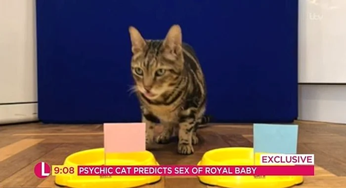 
    Mâţa Phoenix a ales bolul roz când a prezis sexul bebeluşului pe care îl va naşte Meghan MarkleFoto: captură video  