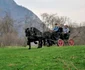 Centru echitatie cai Constantin Ducar Rasnov. Foto