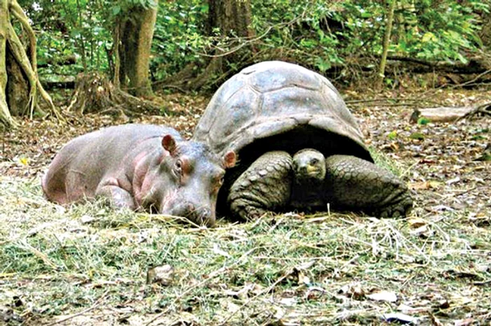 Puiul de hipopotam Owen este  nedespărţit de mămica ţestoasă