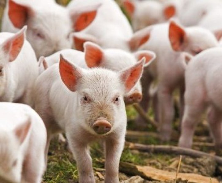 Focar de pestă porcină africană în vestul României. Câteva sute de animale vor fi omorâte pentru a izola boala