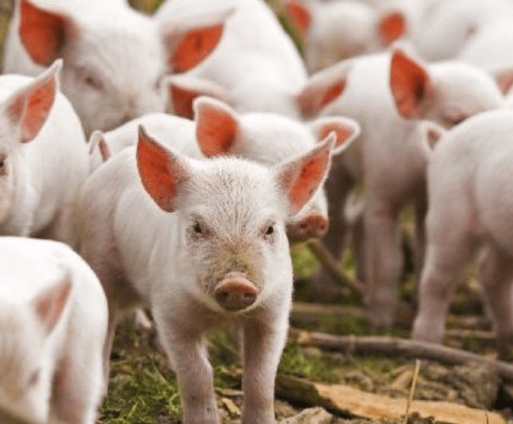 Alertă de pestă porcină, din nou, în Dâmbovița. Zeci de porci au fost uciși într-o fermă