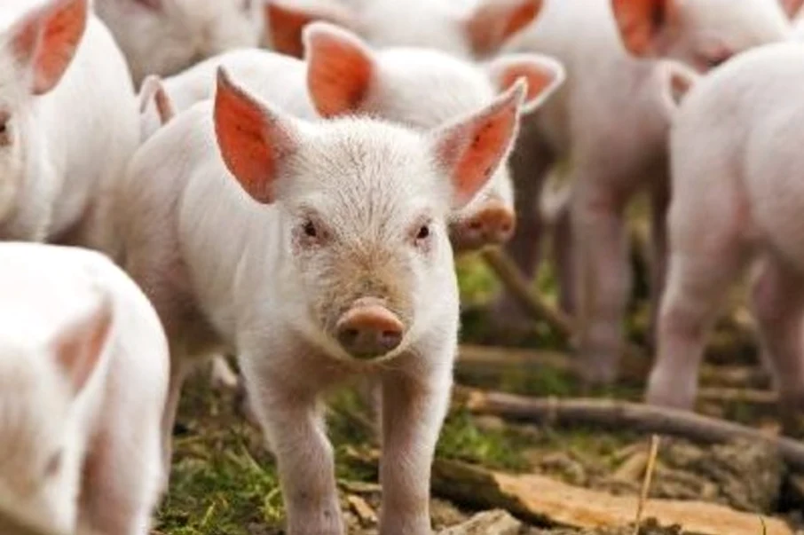 Smithfield trebuie să omoare aproape 18.000 de porci la Cenei, în Timiș FOTO Arhivă