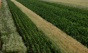 Cum arată planul de afaceri al unei cooperative agricole jpeg