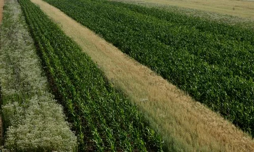 Cum arată planul de afaceri al unei cooperative agricole jpeg