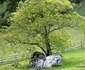 Cetatea dacică Piatra Roșie și valea Luncanilor Foto Daniel Guță ADEVĂRUL (24) JPG