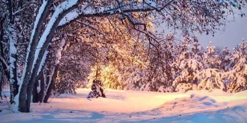 vremea iarna zapada padure ninsoare foto shutterstock