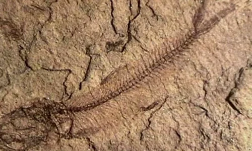 Fosile cu o vechime de 150 de milioane de ani, ale unui ''strămoș'' al crocodilului de astăzi, descoperite în Chile jpeg