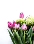 clickptfemei floria jpg