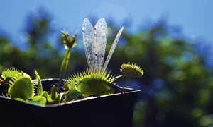 1 planta carn shutterstock 1622395444 jpg jpeg