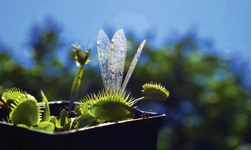 1 planta carn shutterstock 1622395444 jpg jpeg