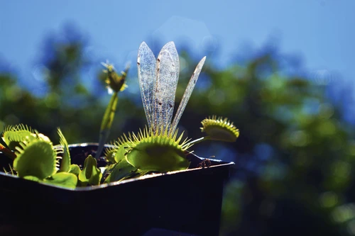 1 planta carn shutterstock 1622395444 jpg jpeg