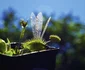 1 planta carn shutterstock 1622395444 jpg jpeg
