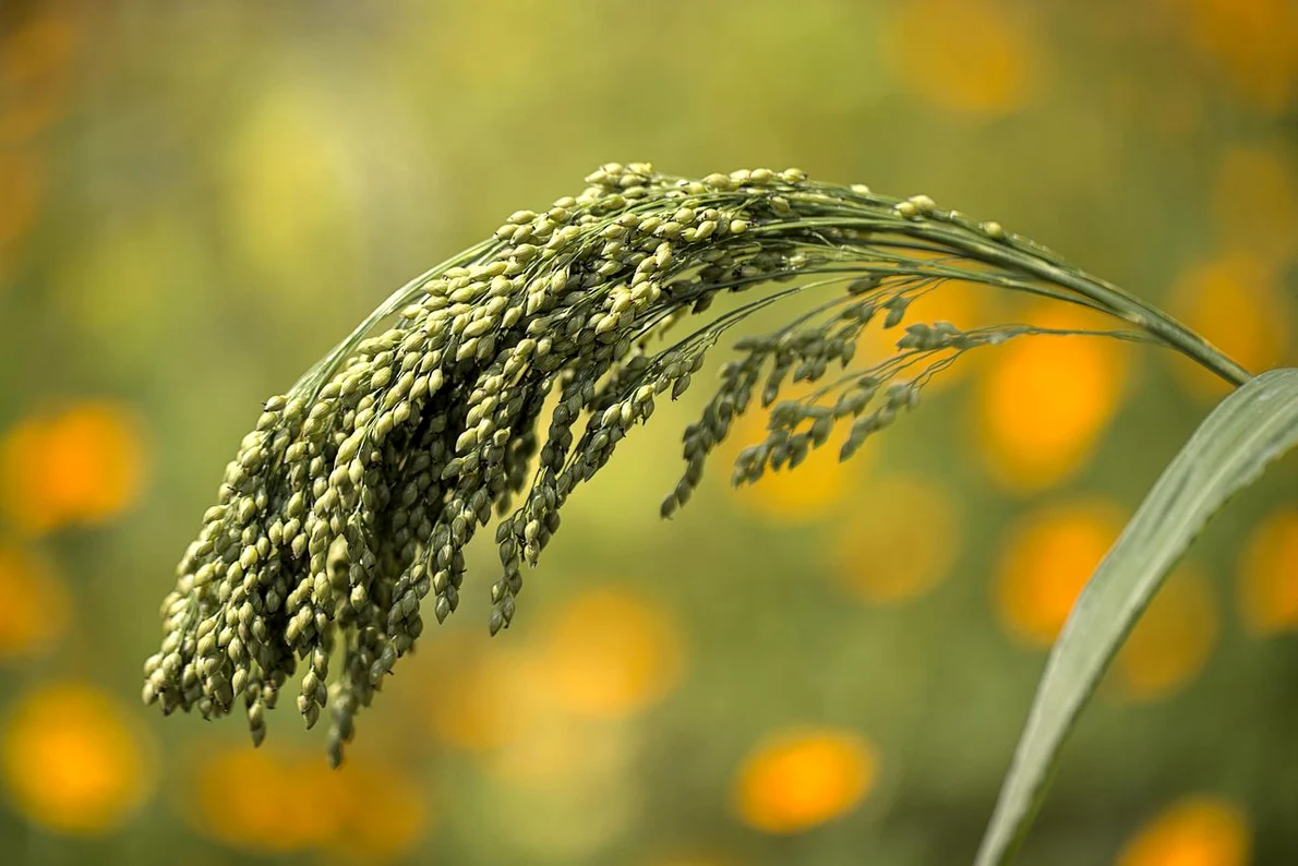Mei (© Arhivă Pixabay)