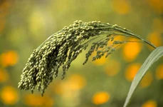 Mei (© Arhivă Pixabay)