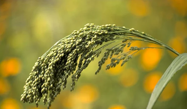 Mei (© Arhivă Pixabay)