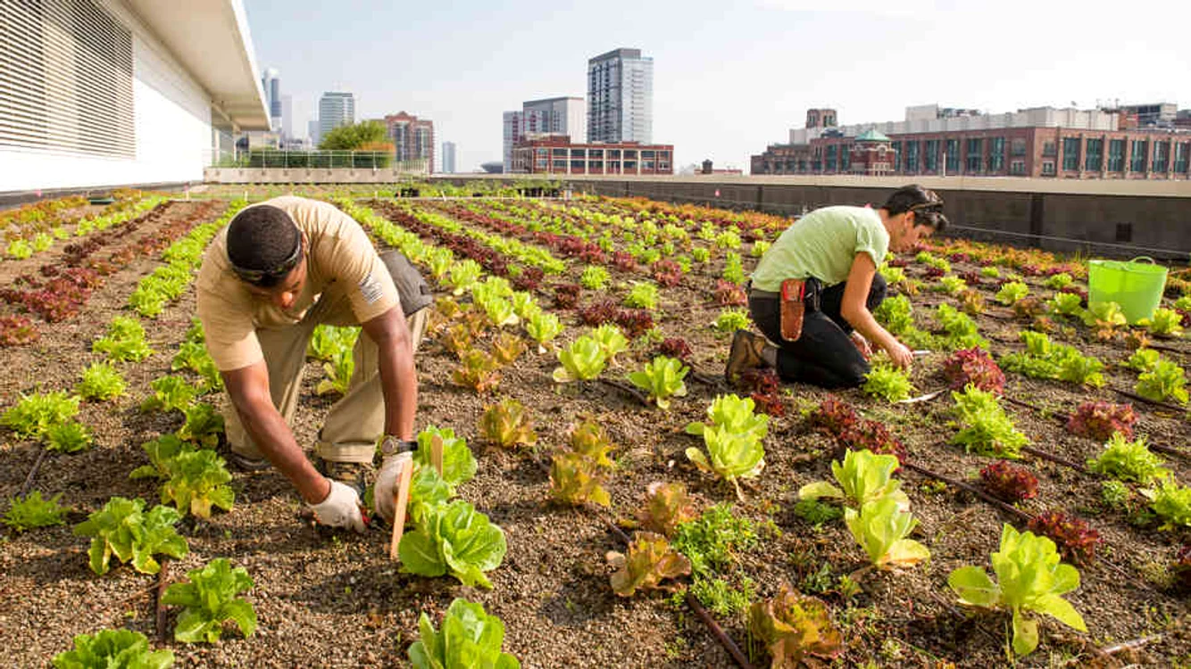 
    Există numeroase locuri de muncă, în Marea Britanie, la ferme de fructe, legume și floriFoto: cocard.info  