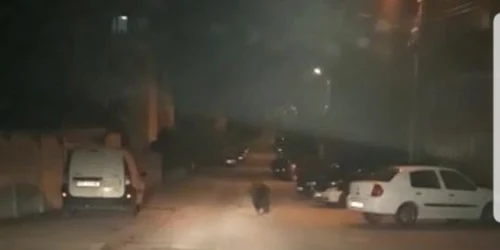 urs busteni foto ijj ph