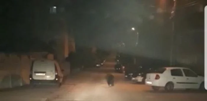 Ursul, speriat cu girofarul, s-a retras în curtea unui localnic FOTO IJJ Ph