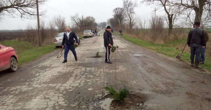 Copacii au fost plantaţi de şoferii nemulţumiţi. Foto Facebook