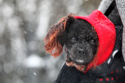 iarna vremea ceata chiciura (5) JPG