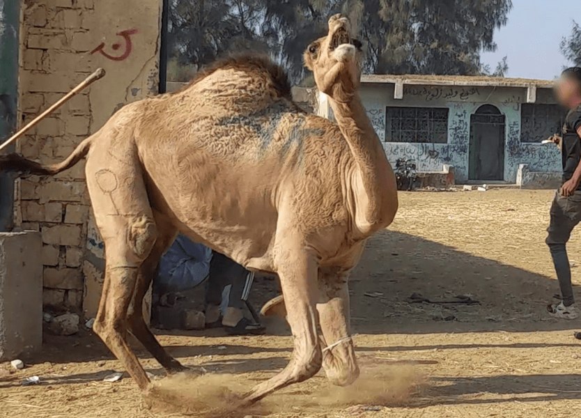 Imaginile groazei din una dintre cele mai cunoscute destinații turistice: Animale folosite pentru a distra turiștii, abuzate și lăsate să moară