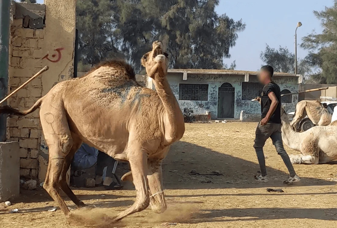 Animale abuzate în Egipt FOTO: Peta