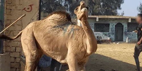 Camel market 5 webp