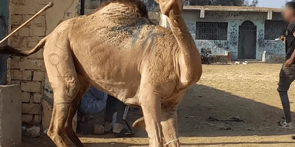 Camel market 5 webp