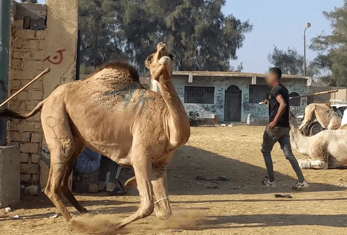 Animale abuzate în Egipt FOTO: Peta