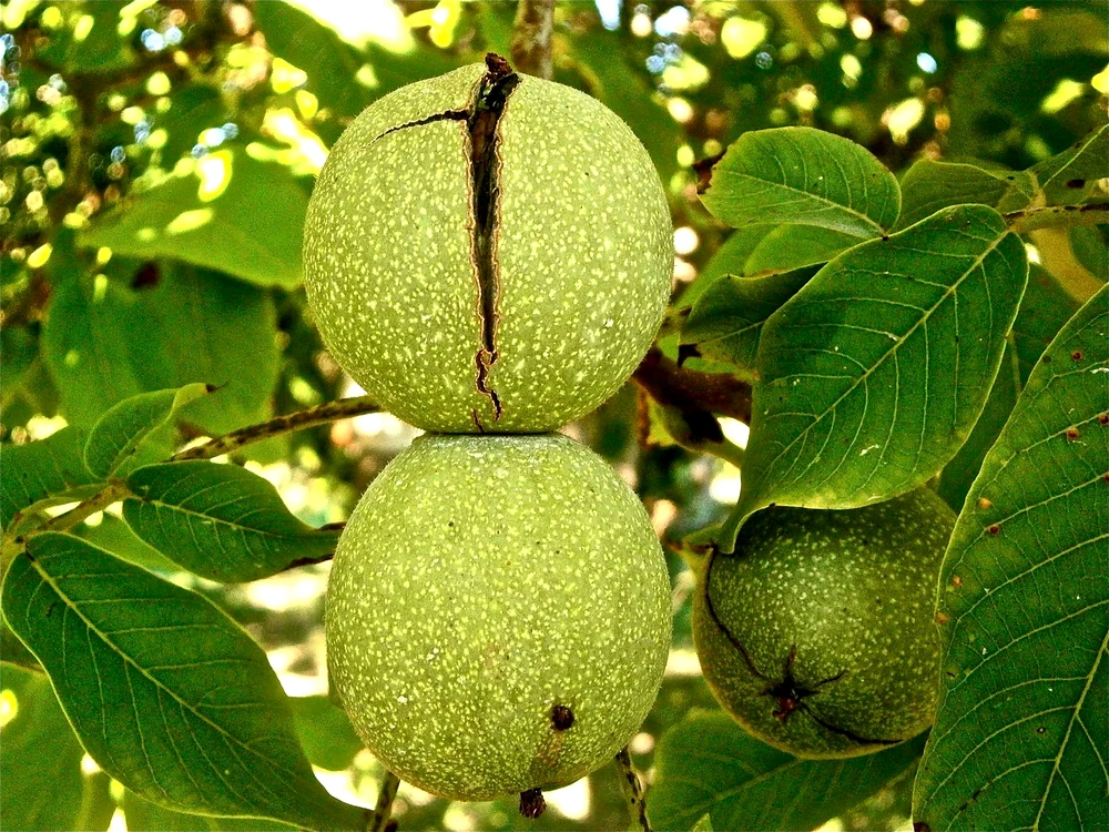 Negrela de la nuci se ia ușor de pe mâini / foto: Pixabay